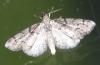 Tephronia sepiaria